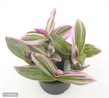 Vh Veryhom Pink Wandering Jew Live Plant Rare Tradescantia Nanouk Lilac By Veryhom