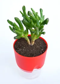 Veryhom Original Gollum Jade (Crassula Ovata) Succulent plant, With Self Watering Pot-thumb2