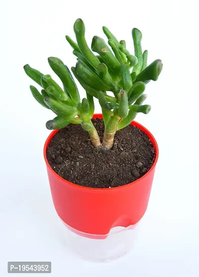 Veryhom Original Gollum Jade (Crassula Ovata) Succulent plant, With Self Watering Pot-thumb3