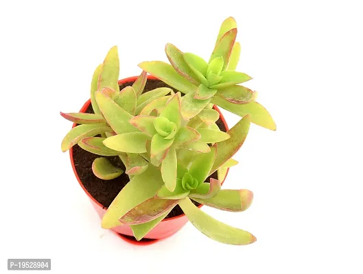 Red Pagoda | Crassula Capitella (Campfire Crassula) Succulent in Self Watering pot by India Gardening-thumb2