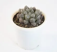 India Gardening Haworthia Cooperi Succulent Live Plant By India Gardening-thumb1