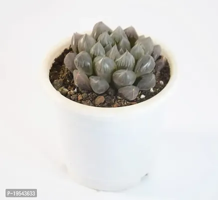 India Gardening Haworthia Cooperi Succulent Live Plant By India Gardening-thumb2