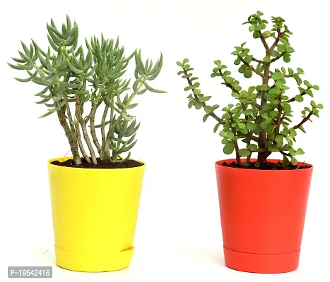 Combo of 2 Good Luck Jade plant  Crassula Tetragona Miniature Pine Plant With Self Watewring Pot By VH Veryhom