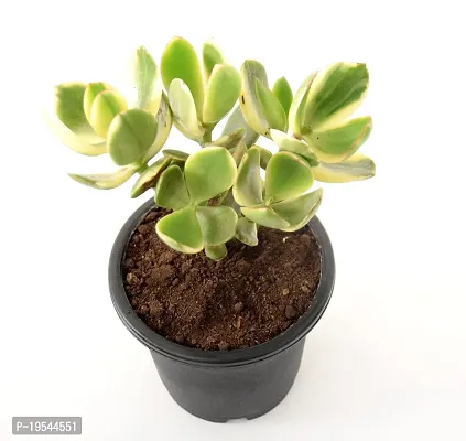 Rare Crassula Ovata Jade Plant Money Plant variegated (Good Luck Vastu Plant) by Veryhom-thumb2