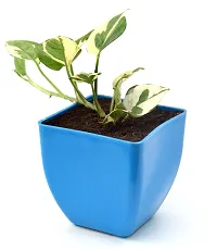 N'Joy Money Plant | Money Pothos N' joy Good Luck Vastu Live Plant By Veryhom-thumb3