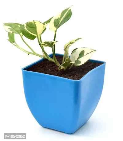 N'Joy Money Plant | Money Pothos N' joy Good Luck Vastu Live Plant By Veryhom-thumb4