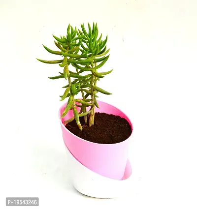 Crassula Tetragona Miniature Pine Jade plant With Self Watering Pot By Veryhom