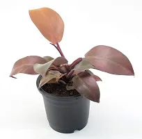 Philodendron Erubescens Red Emerald Semi Shade Moderate Blushing Philodendron Live Plant by Veryhom-thumb3