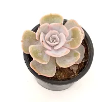 Echeveria Laui Succulent Plant by Veryhom-thumb3