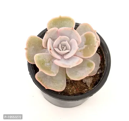 Echeveria Laui Succulent Plant by Veryhom-thumb4