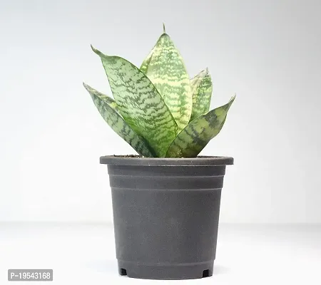 Snake Plant Sansevieria Air Purifier Live Plant by India Gardening