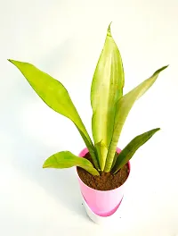 Sansevieria trifasciata ?Mother-in-law?s Tongue? Snake Plant With Self Watering Pot by Veryhom-thumb2