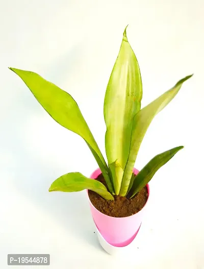 Sansevieria trifasciata ?Mother-in-law?s Tongue? Snake Plant With Self Watering Pot by Veryhom-thumb3