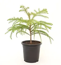 Christmas Tree | Araucaria Heterophylla Air Purifying Live Plant Star Pine Triangle Tree by Veryhom-thumb3