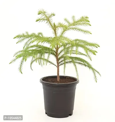 Christmas Tree | Araucaria Heterophylla Air Purifying Live Plant Star Pine Triangle Tree by Veryhom-thumb4