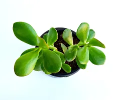 VH Veryhom Original Kuberakshi Vastu Plant, Crassula Ovata Jade Plant, Lucky plant With pot-thumb3