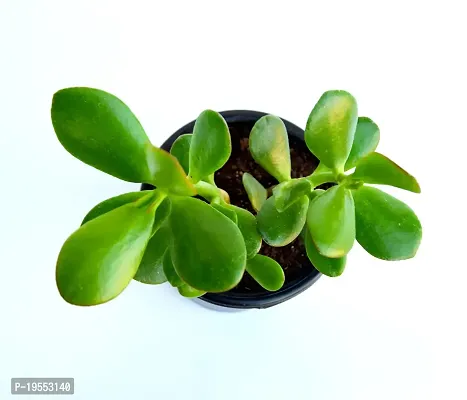 VH Veryhom Original Kuberakshi Vastu Plant, Crassula Ovata Jade Plant, Lucky plant With pot-thumb4