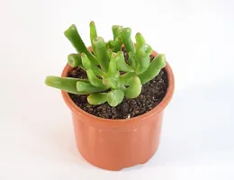 India Gardening Crassula Ovata, Gollum Jade | Money Plant Succulent By India Gardening-thumb4