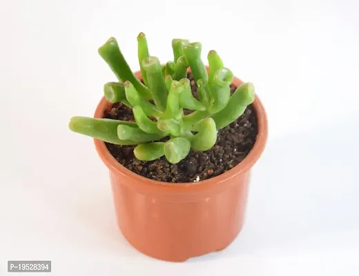 India Gardening Crassula Ovata, Gollum Jade | Money Plant Succulent By India Gardening-thumb5