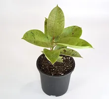 Rubber Tree, Ficus Elastica shivereana, Rubber fig, Rubber bush, Indian Rubber Bush by India gardening-thumb1