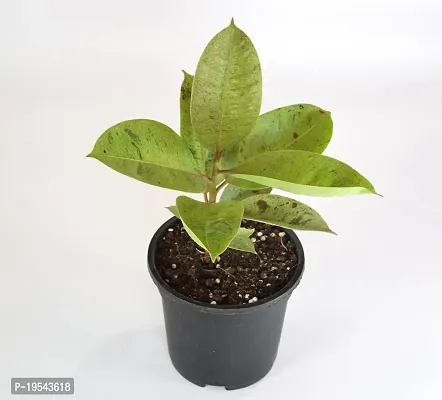 Rubber Tree, Ficus Elastica shivereana, Rubber fig, Rubber bush, Indian Rubber Bush by India gardening-thumb2