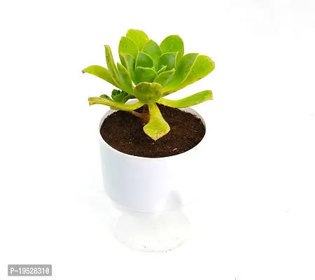 Aeonium arboreum | Tree Houseleek Succulent Live Plant With Self Watering Pot by Veryhom