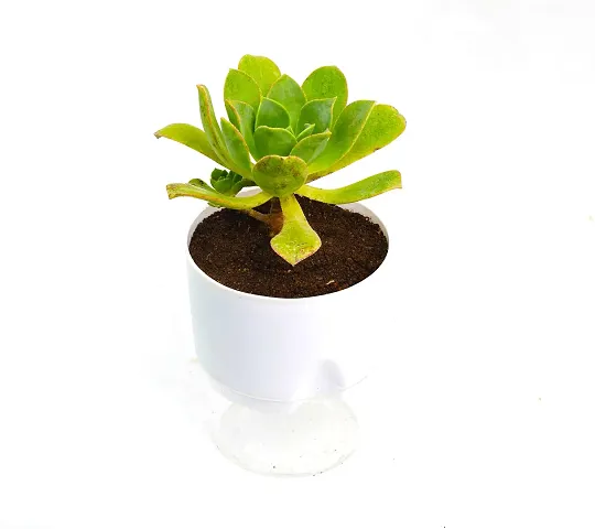 Trendy Plant & Planters 