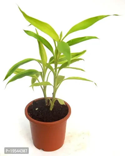 Dracaena sanderiana Lucky Bamboo Plant Air purifying live plant by Veryhom-thumb0