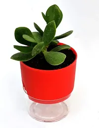 VH Veryhom Veryhom Original Crassula Ovata Plant (Good Luck Vastu Plant) Kuberakshi Vastu Plant In Self Watering Pot-thumb2