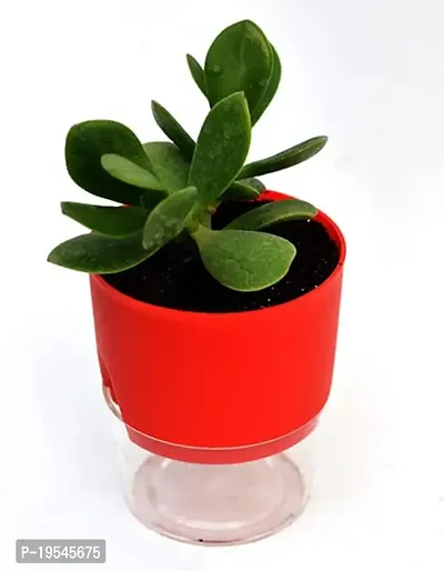 VH Veryhom Veryhom Original Crassula Ovata Plant (Good Luck Vastu Plant) Kuberakshi Vastu Plant In Self Watering Pot-thumb3