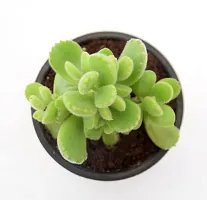 Cotyledon Tomentosa | Bear Paw Succulent Live Plant by Veryhom-thumb2