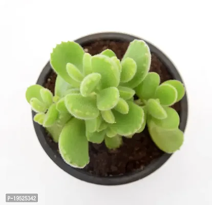 Cotyledon Tomentosa | Bear Paw Succulent Live Plant by Veryhom-thumb3