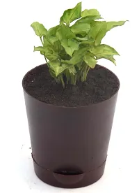 Syngonium 'Gold Allusion' Live Air Purifying plant in Self Watering pot by Veryhom-thumb1