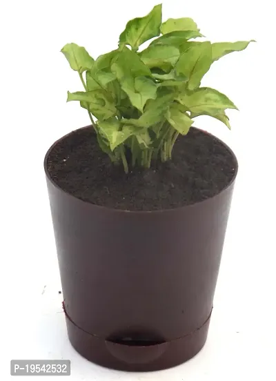 Syngonium 'Gold Allusion' Live Air Purifying plant in Self Watering pot by Veryhom-thumb2