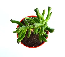 Veryhom Original Gollum Jade (Crassula Ovata) Succulent plant, With Self Watering Pot-thumb3