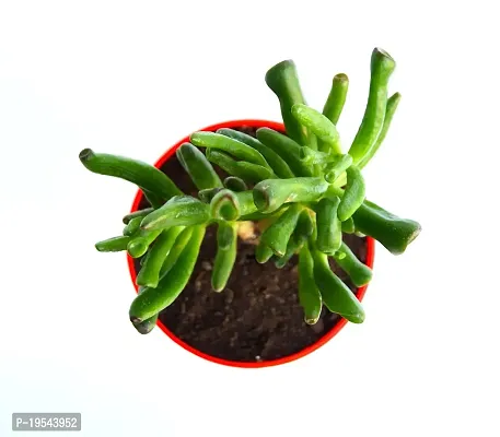 Veryhom Original Gollum Jade (Crassula Ovata) Succulent plant, With Self Watering Pot-thumb4