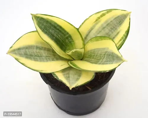 Snake Plant Golden Dwarf | Sansevieria Trifasciata Hahnii Good Luck Air Purifying Plant by Veryhom