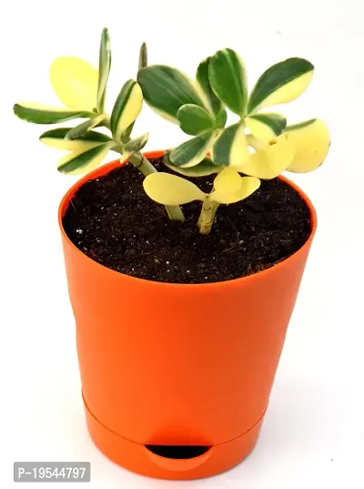 Rare Crassula Ovata Jade Plant Money Plant variegated with Self Watering Pot By Veryhom-thumb0