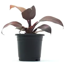 Philodendron Erubescens Red Emerald Semi Shade Moderate Blushing Philodendron Live Plant by Veryhom-thumb2