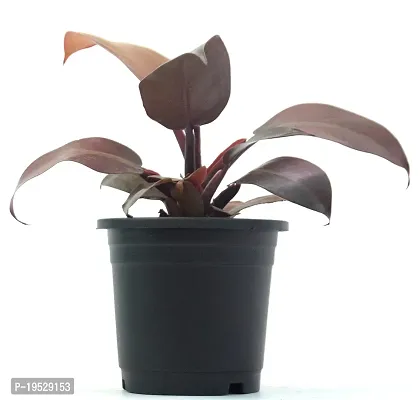 Philodendron Erubescens Red Emerald Semi Shade Moderate Blushing Philodendron Live Plant by Veryhom-thumb3