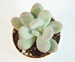 Pachyphytum Oviferum,Moon Stone Succulent Live Plant sugaralmond plant For Vastu by India Gardening-thumb3