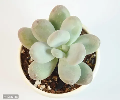 Pachyphytum Oviferum,Moon Stone Succulent Live Plant sugaralmond plant For Vastu by India Gardening-thumb4