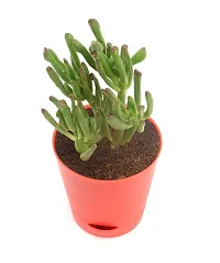 Crassula Ovata, Gollum Jade | Trumpet Jade | Money Plant Succulent in Self Watering Pot By India Gardening-thumb1