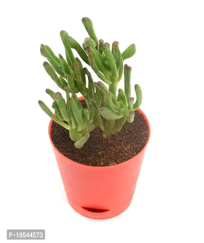 Crassula Ovata, Gollum Jade | Trumpet Jade | Money Plant Succulent in Self Watering Pot By India Gardening-thumb2