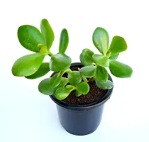 VH Veryhom Original Kuberakshi Vastu Plant, Crassula Ovata Jade Plant, Lucky plant With pot-thumb2