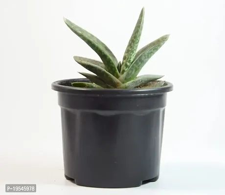 Gasteria Succulent Live Plant Gasteria spp. Cow-tongue 3 Inch Pot By India Gardening