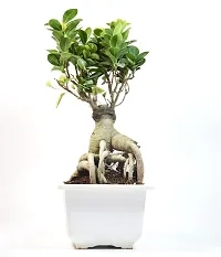 Ficus Bonsai Live Plant By India Gardening-thumb1