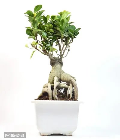 Ficus Bonsai Live Plant By India Gardening-thumb2