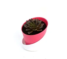 Vishnu Kamal Echeveria black prince Succulent in Self Watering Pot By VH Veryhom-thumb1