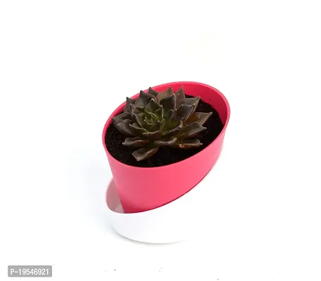 Vishnu Kamal Echeveria black prince Succulent in Self Watering Pot By VH Veryhom-thumb2